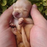 Compassion Puppy Hands